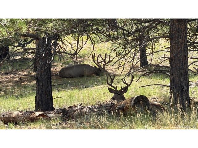 127 Carlton Cir, Florissant, CO 80816