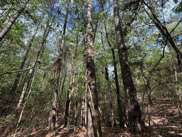 526 Mount Pisgah Road, Woodville, TX 75979