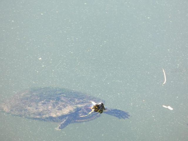 1960 UNION STREET 41, Clearwater, FL 33763