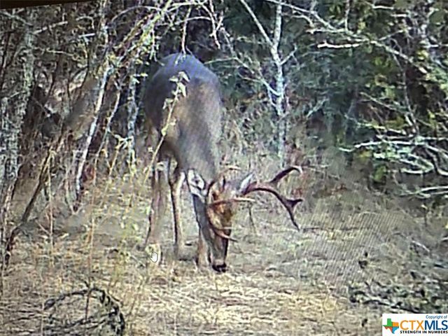 13004 FM 3353, Kingsbury, TX 78638