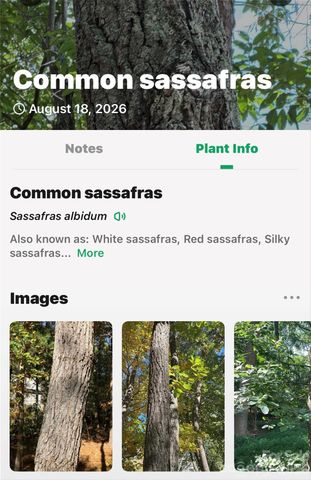 000 Buffalo Shoals Road, Lake Lure, NC 28746