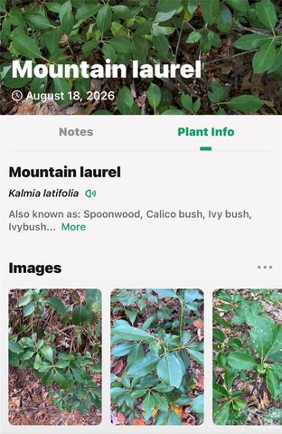 000 Buffalo Shoals Road, Lake Lure, NC 28746