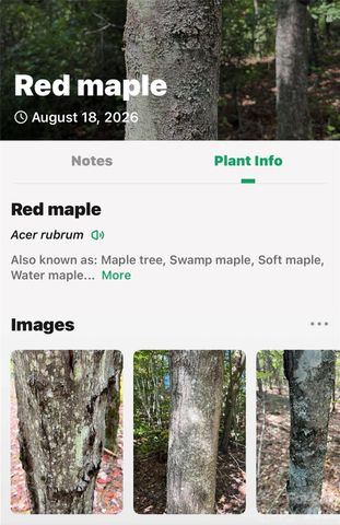 000 Buffalo Shoals Road, Lake Lure, NC 28746
