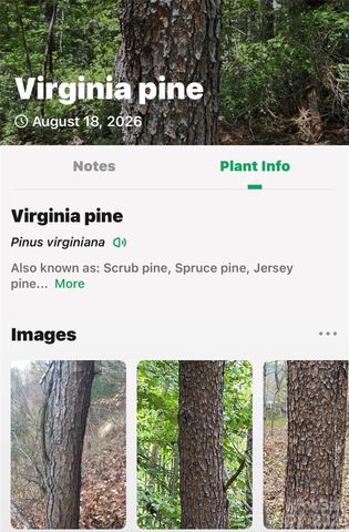 000 Buffalo Shoals Road, Lake Lure, NC 28746