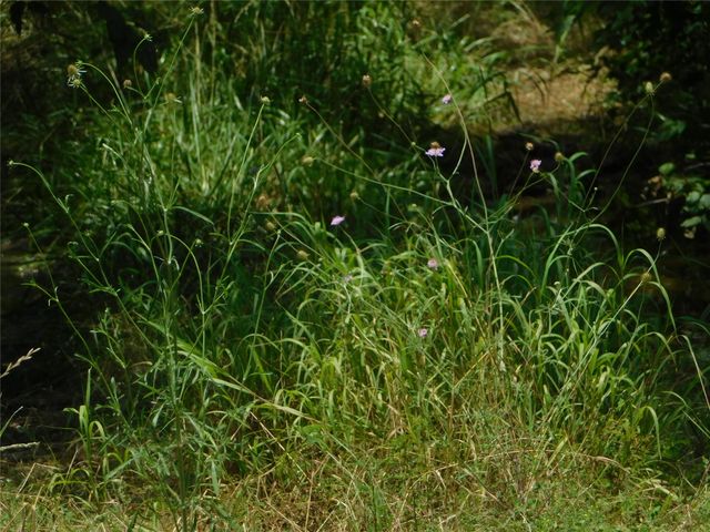 TBD Fm-272, Celeste, TX 75423