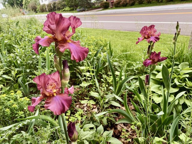 1803 Arona Street, Falcon Heights, MN 55113