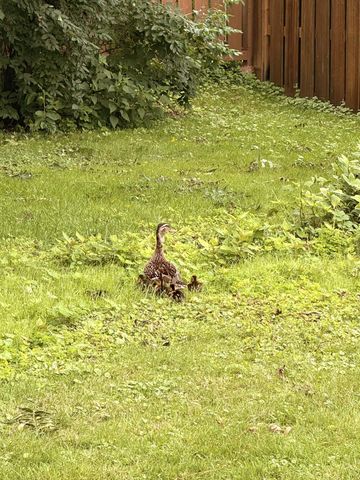 1803 Arona Street, Falcon Heights, MN 55113