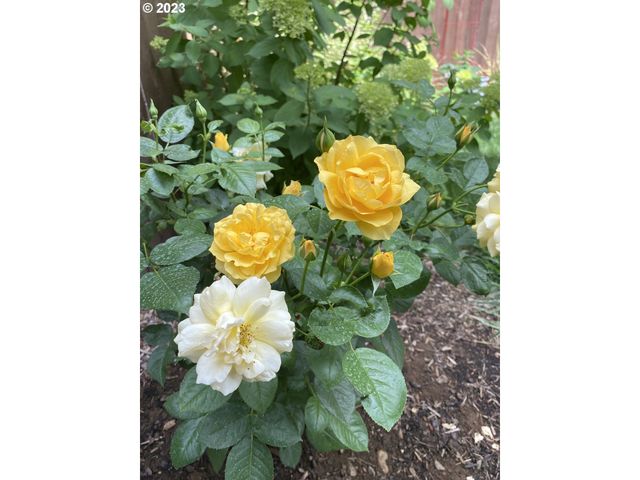 10705 Ne 156TH Ave, Vancouver, WA 98682