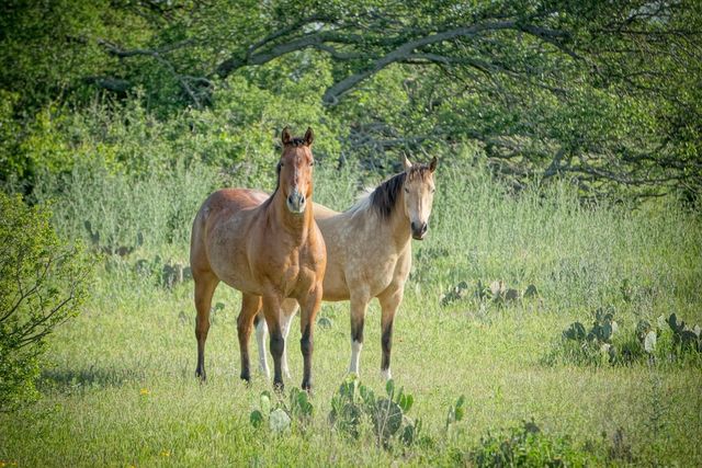 Lot 200 Swamp Creek Cove, Burnet, TX 78611