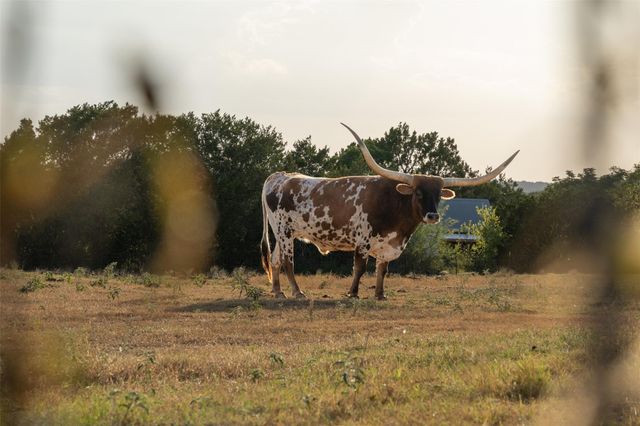 220 Fawn Meadow DR, Dripping Springs, TX 78620