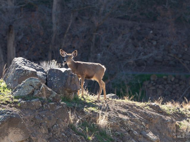 711 Falls View Dr, Twin Falls, ID 83301