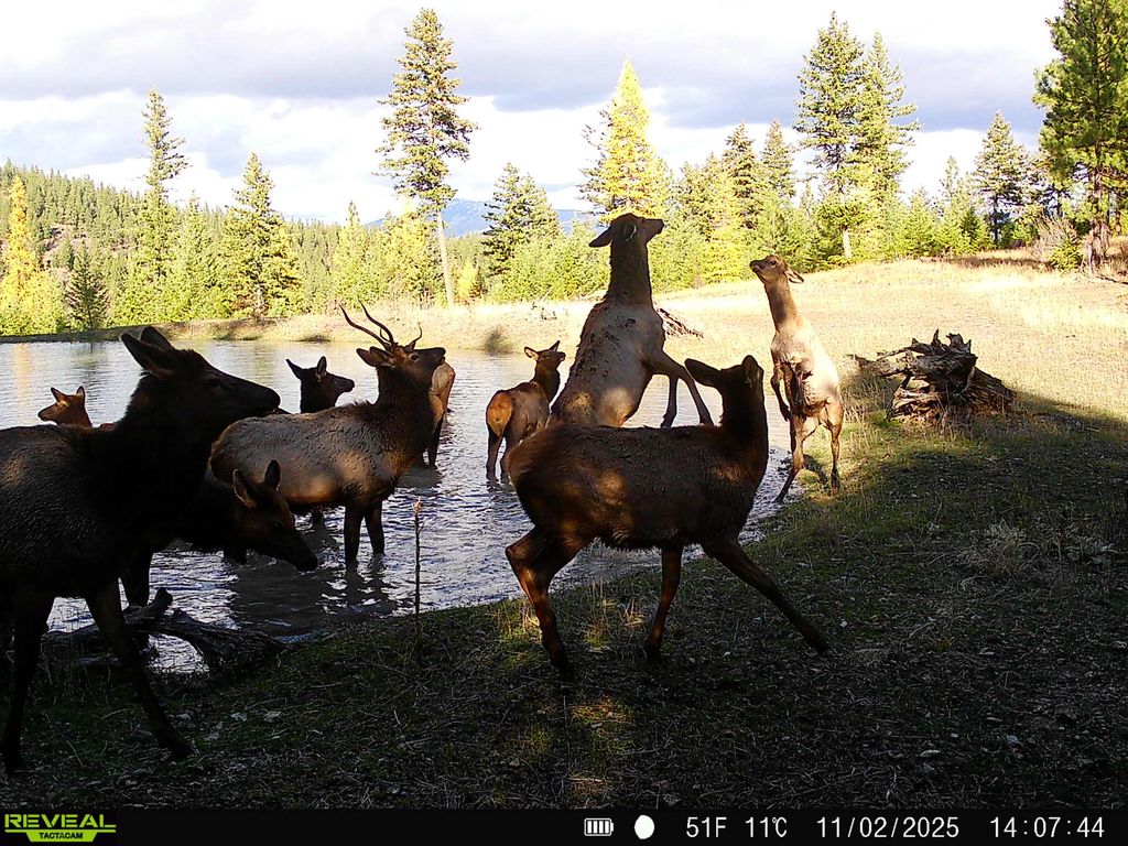 51 Livin Way, Plains, MT 59859 photo 107