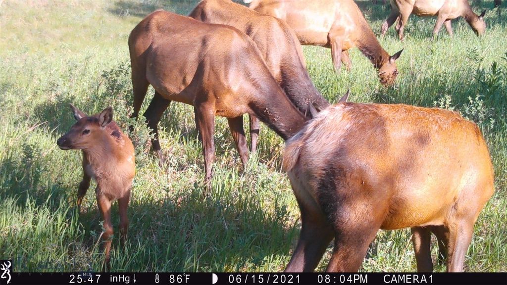 19 September Drive, Clancy, MT 59634 photo 91