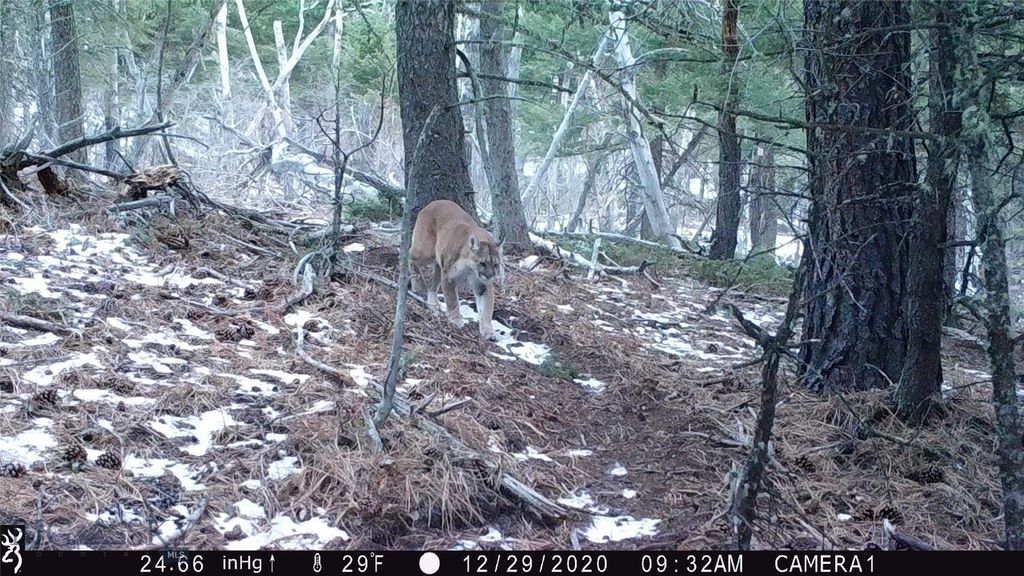 19 September Drive, Clancy, MT 59634 photo 96