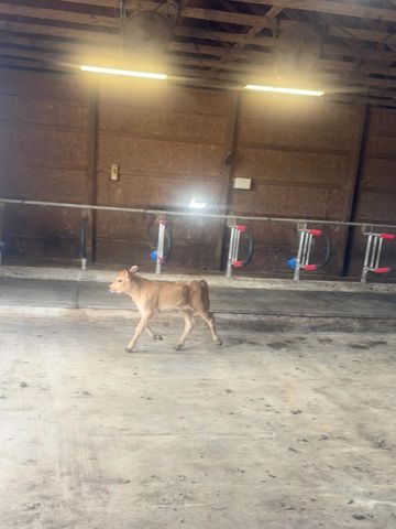 10989 Scio Church Road, Chelsea, MI 48118