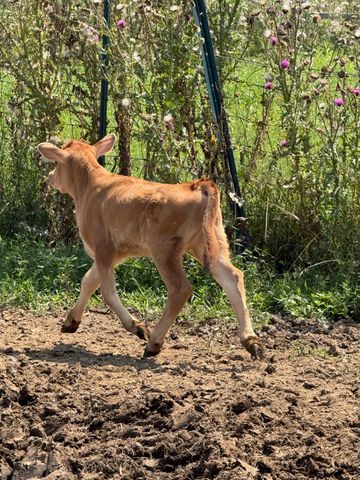 10989 Scio Church Road, Chelsea, MI 48118