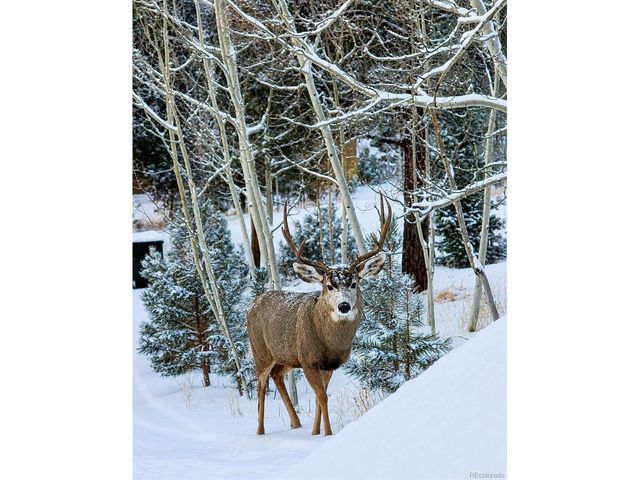388 Clark Rd, Bailey, CO 80421