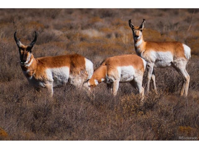 32500 Oak Ave, Blanca, CO 81123