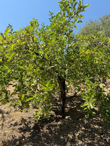 5045 Free Fox Ln, Placerville, CA 95667