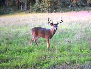 COTTONVILLE COURT, Coloma, WI 54930