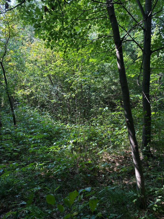 TBD 366th Street, North Branch, MN 55056 — photo 5
