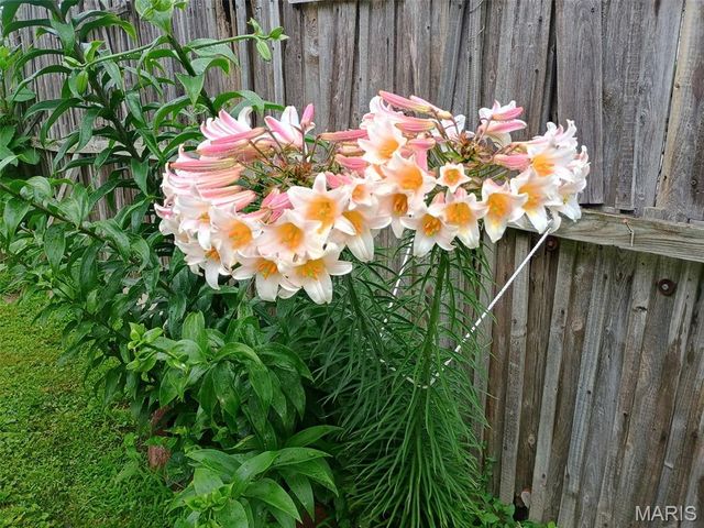 407 Edwards Street, Festus, MO 63028