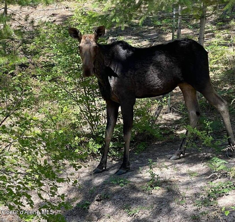 483 Paradise LN, Pinehurst, ID 83850 photo 35