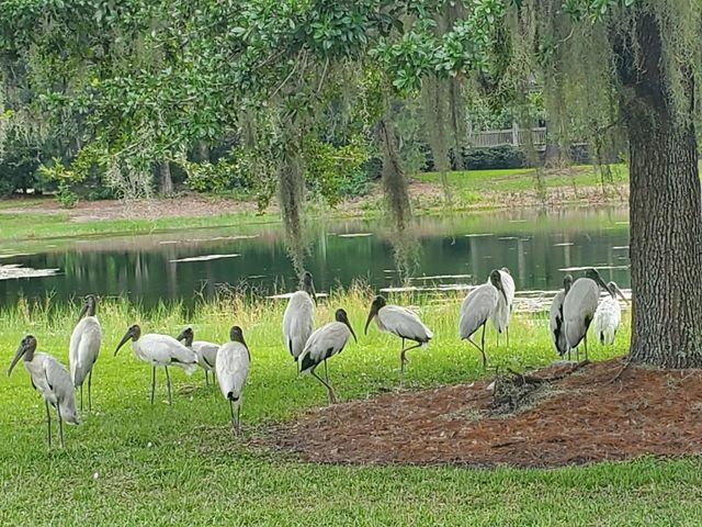 4227 Ten Shillings Way, Ravenel, SC 29470