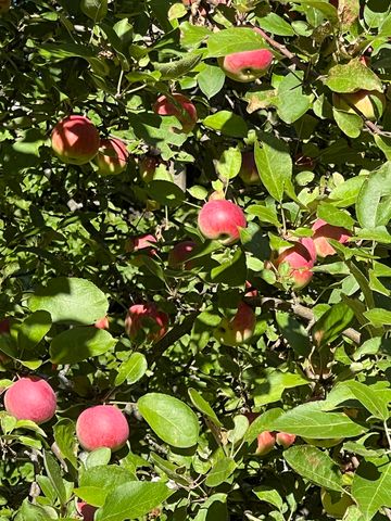 1533 Nelson Hill Road, Derby, VT 05829