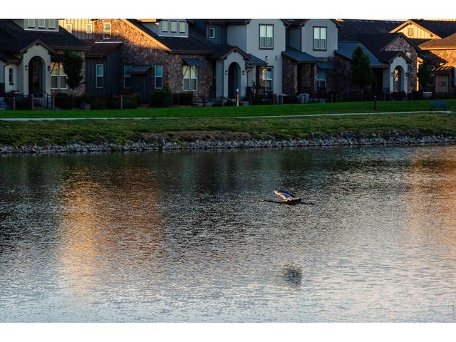 6226 Vernazza Way 3, Windsor, CO 80550
