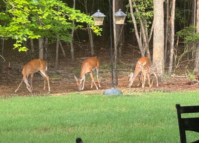 206 Elizabeth Lane, Mc Cormick, SC 29835