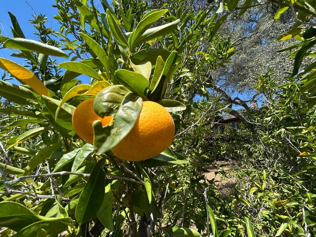 3952 Rustic Rd, Cameron Park, CA 95682