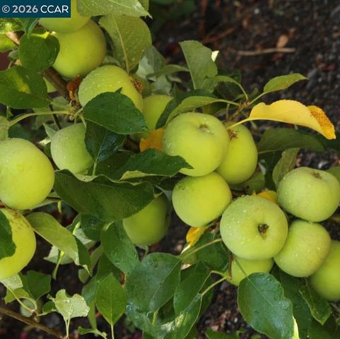 34 34 Elmwood Dr, San Ramon, CA 94583