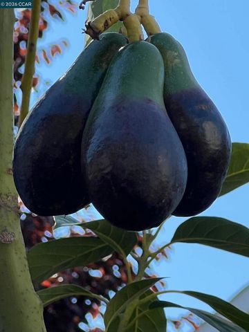 34 34 Elmwood Dr, San Ramon, CA 94583