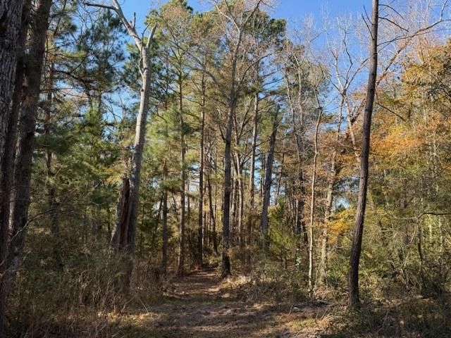 19 ac Pr 1429, Centerville, TX 75833