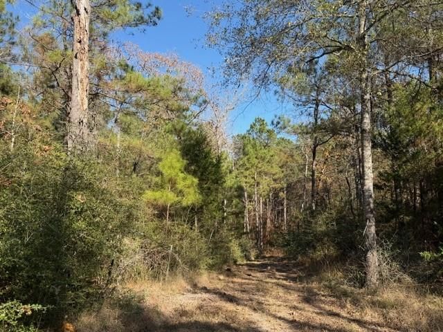 19 ac Pr 1429, Centerville, TX 75833