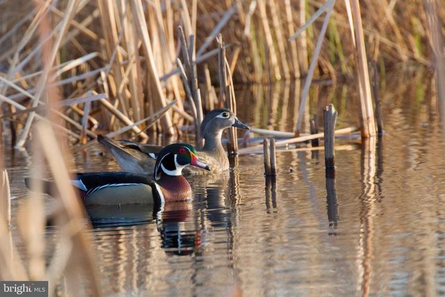 29245 HOWELL POINT RD, Trappe, MD 21673