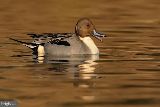 29245 HOWELL POINT RD, Trappe, MD 21673