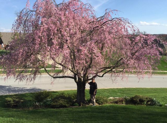 2992 W Cedarbluff Drive, Springfield, MO 65810