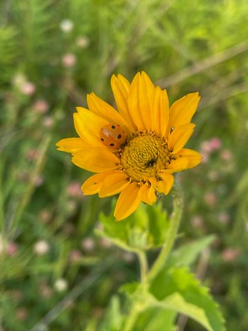 8885 Burmeister Road, Bridgewater Twp, MI 48176