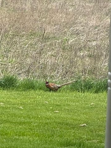 8885 Burmeister Road, Bridgewater Twp, MI 48176