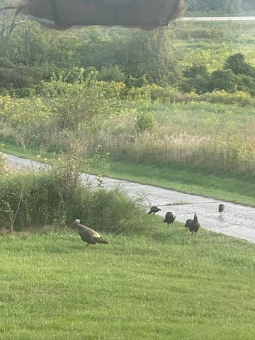 8885 Burmeister Road, Bridgewater Twp, MI 48176