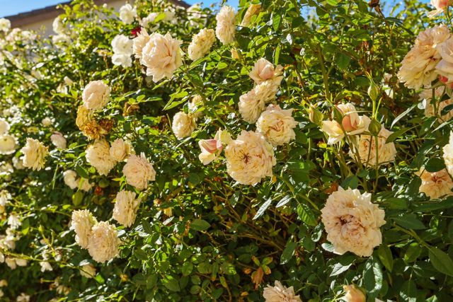 2902 Campbell Ln, Tracy, CA 95377