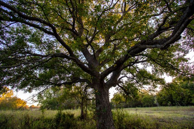 TBD E. Hackley, Perrin, TX 76486