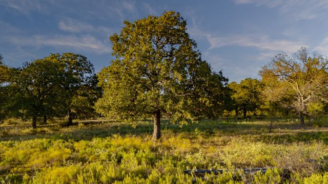 TBD E. Hackley, Perrin, TX 76486