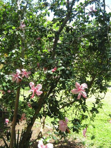 5162 NE 6th Avenue 317, Oakland Park, FL 33334