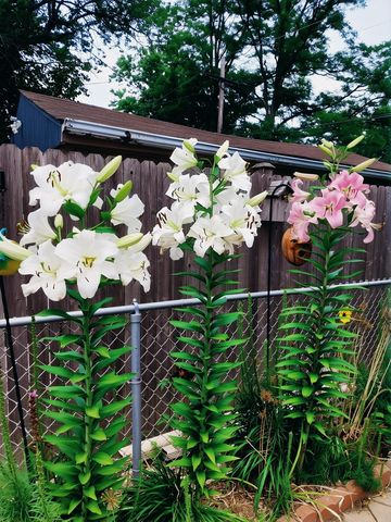 18547 Lexington Avenue, Homewood, IL 60430