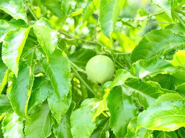 8509 LA BOCA AVENUE, North Port, FL 34287