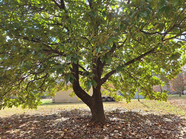 538 Mount Nebo Rd, Iron City, TN 38463