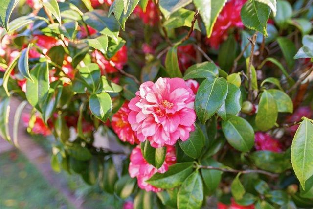 20483 Glen Brae Drive, Saratoga, CA 95070